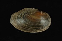 藏品(圓蚌)的圖片